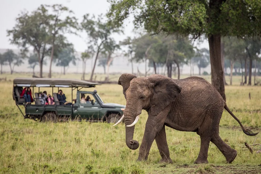 Elephant walking past a game drive vehicle
