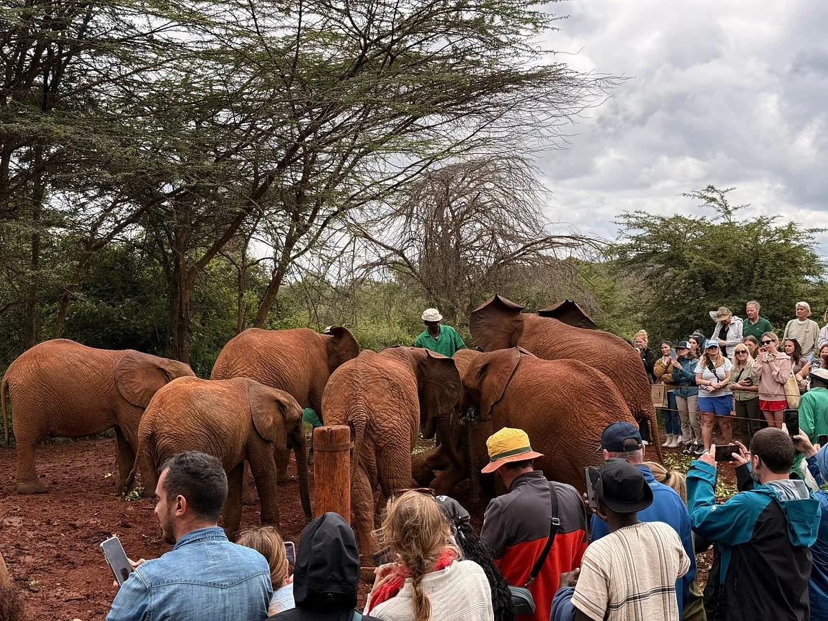 Elephants feeding while a group of visitors watches