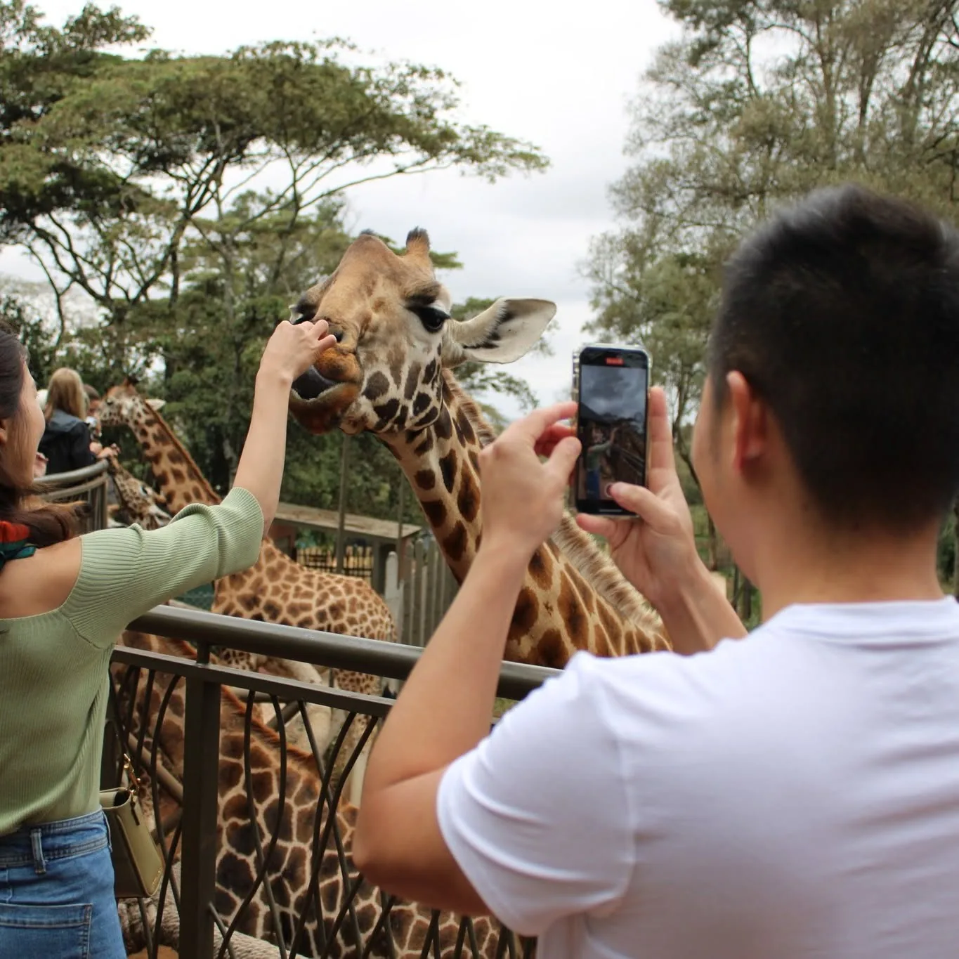 Visitors photographing a giraffe at close range