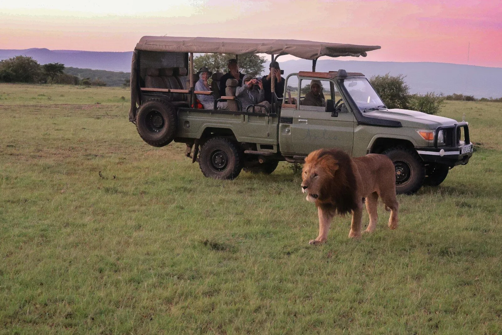 Guests and their guide watching a lion from a safari vehicle
