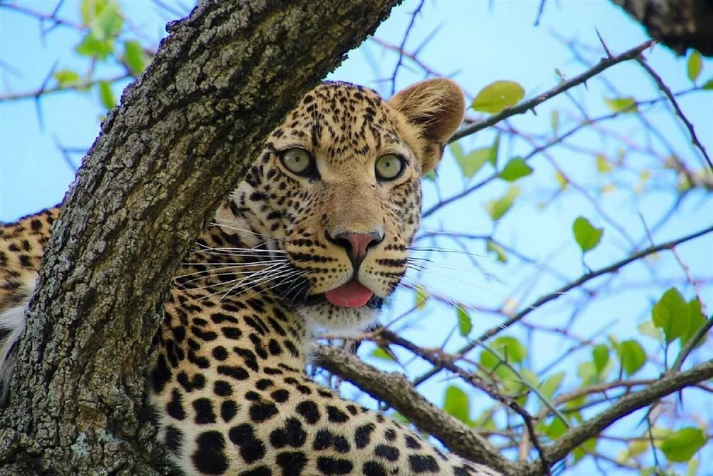 Leopard resting in the fork of a tree