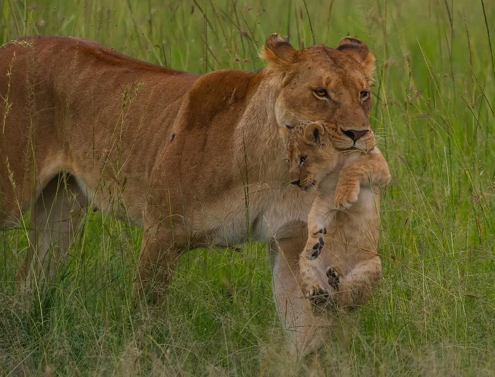 Lioness carrying her cub through long grass
