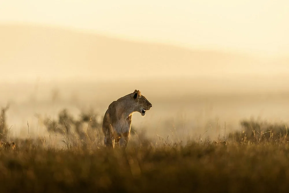 Lioness in early morning light on the plains