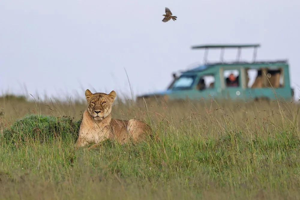 Lioness resting with a game drive vehicle in the distance