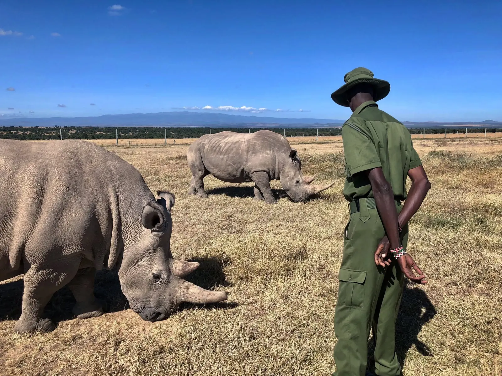 Ranger standing with two white rhino at a conservancy