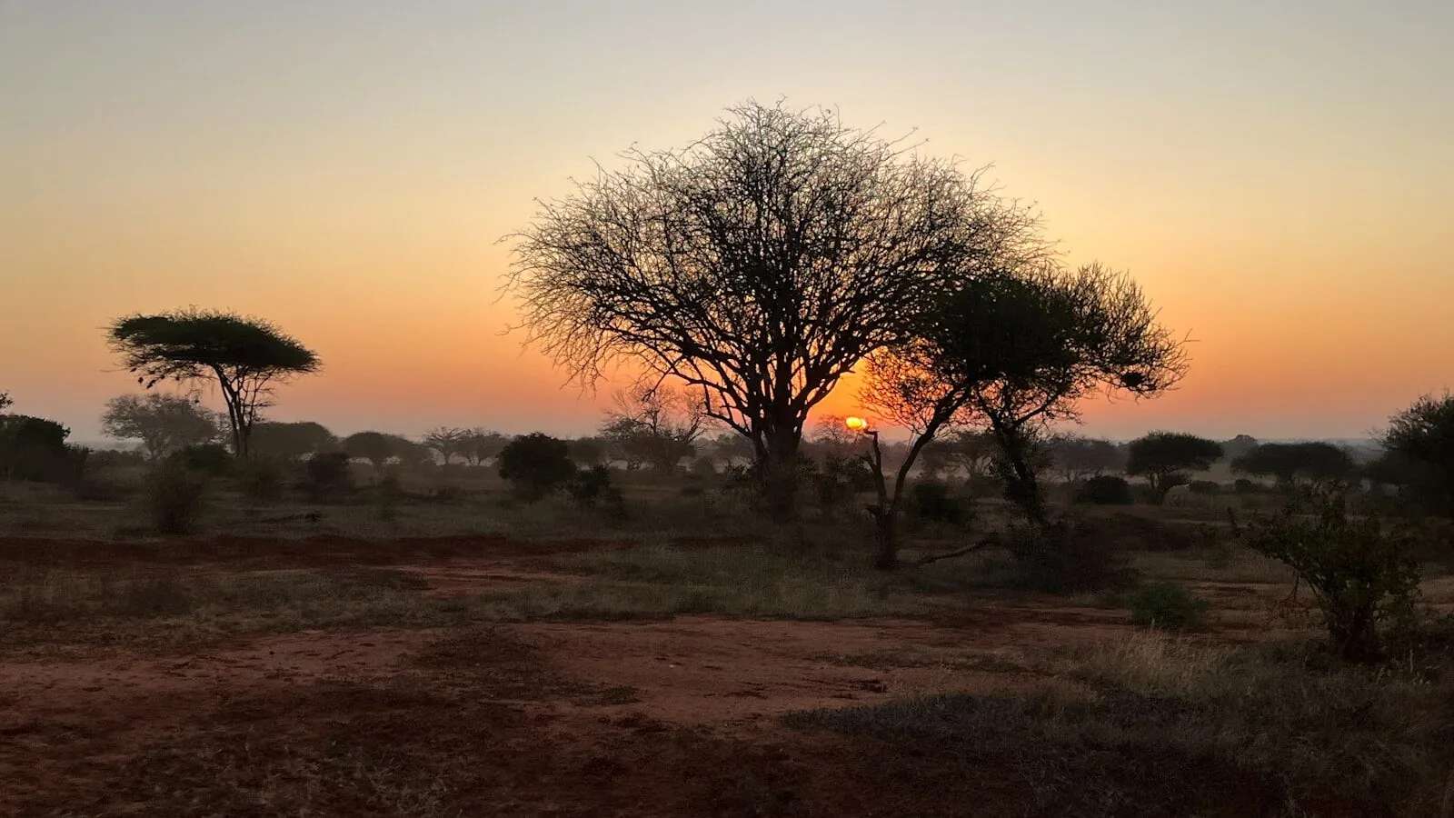 Sunrise over the African savanna with acacia trees