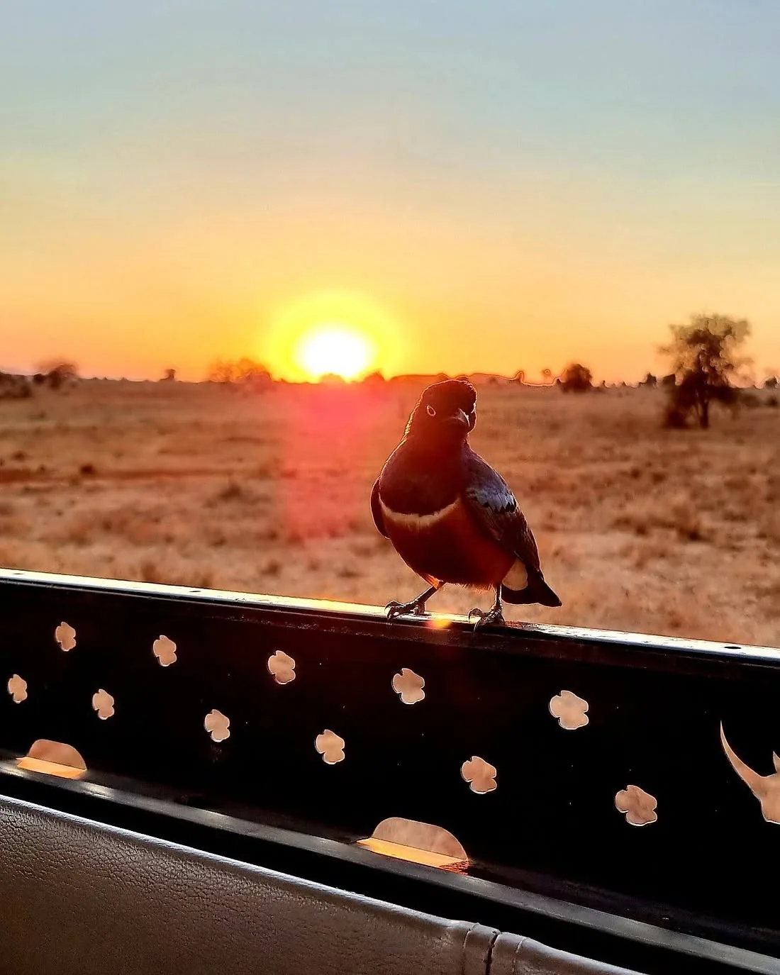 Starling on a vehicle rail at sunrise
