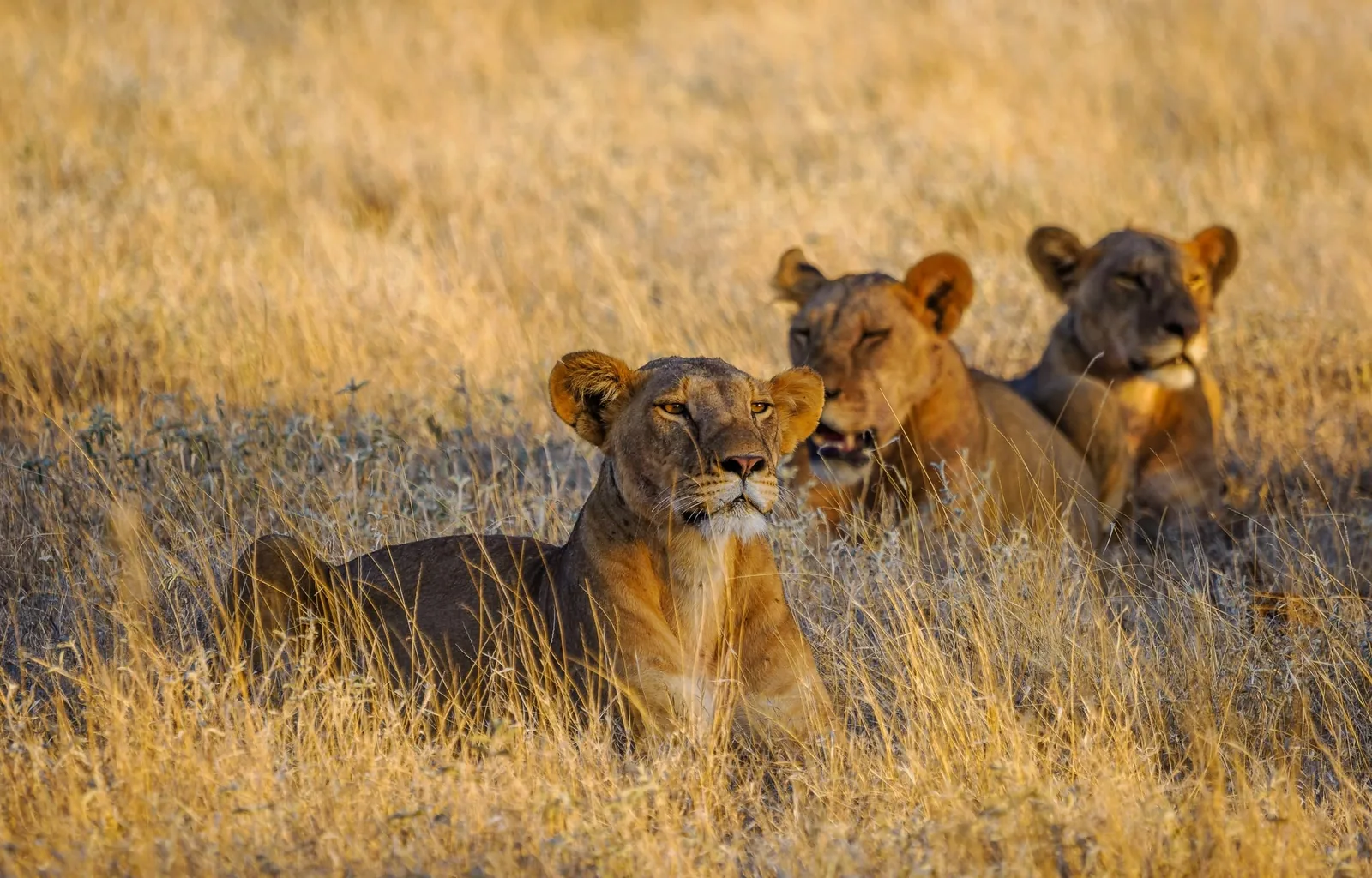 Three lionesses resting in dry grass