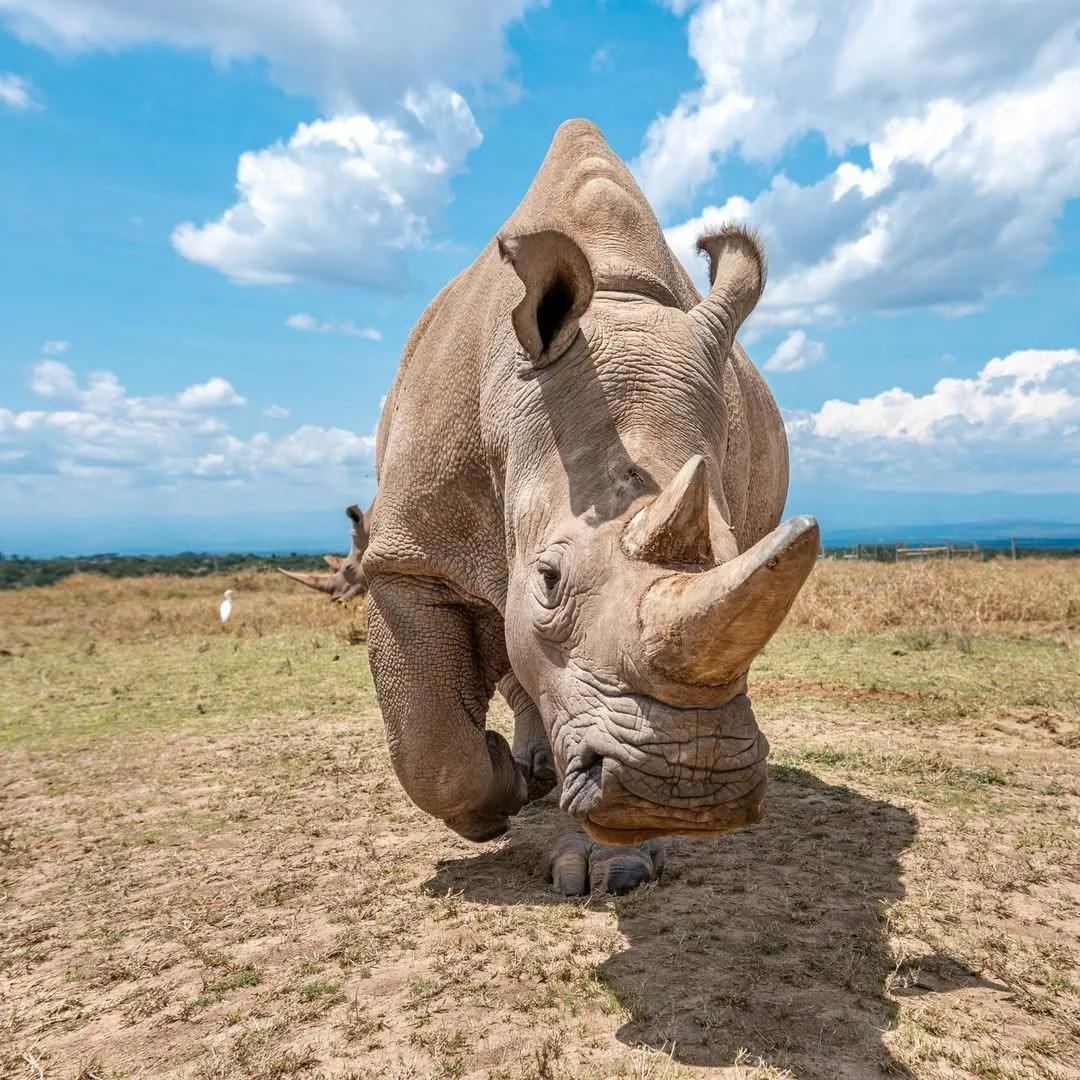 White rhino grazing close to the camera